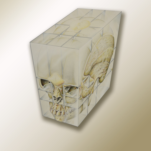 Anatomy For GSSE  for iPhone app icon