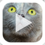 Slideshow Karaoke: Presentation Improv Game icon
