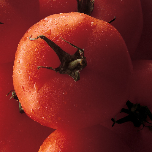 Tomato MD app icon