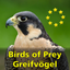 Birds of Prey and Owls icon