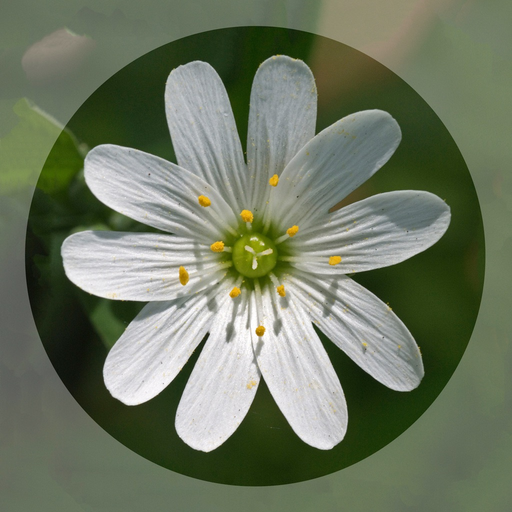 Mobile Flora - Wild Flowers app icon