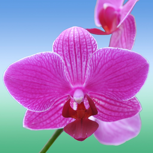 Flower Ref app icon