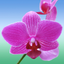 Flower Ref icon