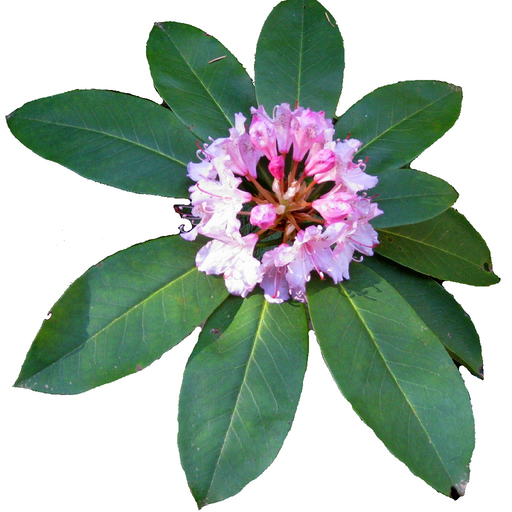 Washington Wildflower Search app icon