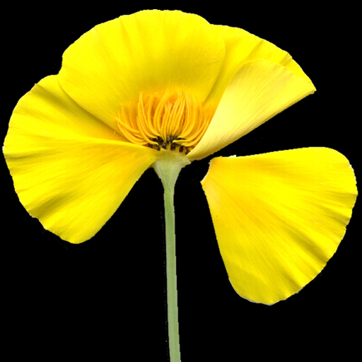 North California Wildflowers app icon