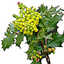 Oregon Wildflower Search icon