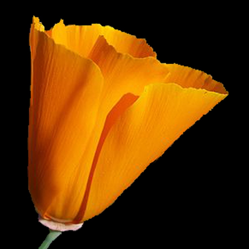 South California Wildflowers app icon