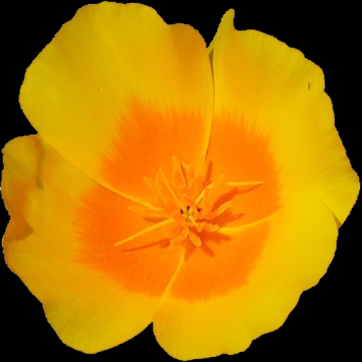 Central California Wildflowers app icon