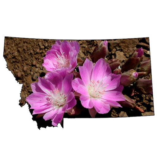 Wildflowers of Montana app icon