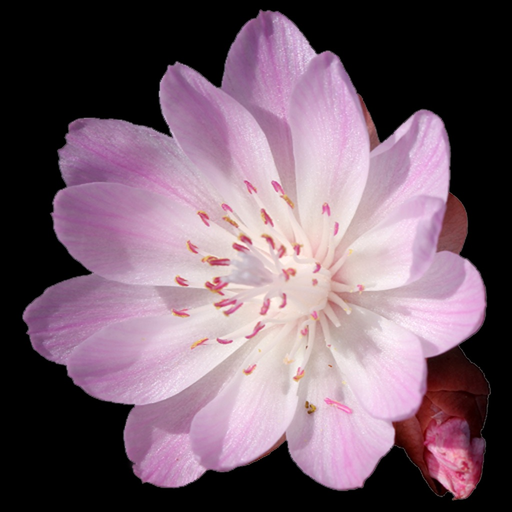 Wyoming Wildflowers app icon