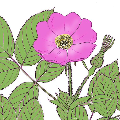 Alberta Wildflowers app icon