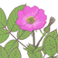 Alberta Wildflowers icon