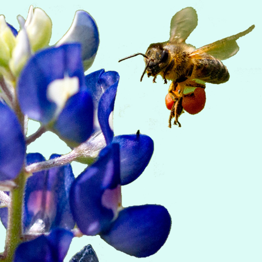 West Texas Wildflowers app icon