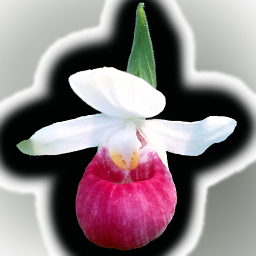 Minnesota Wildflowers app icon