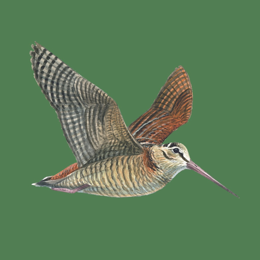 Hunting Decoys - Birdwatching app icon