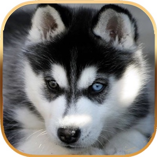Talking Dog Virtual Pet Husky app icon