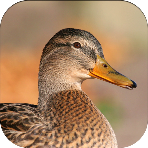 Duck Hunting Calls! app icon