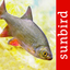 Fish Id - Freshwater Fish UK icon