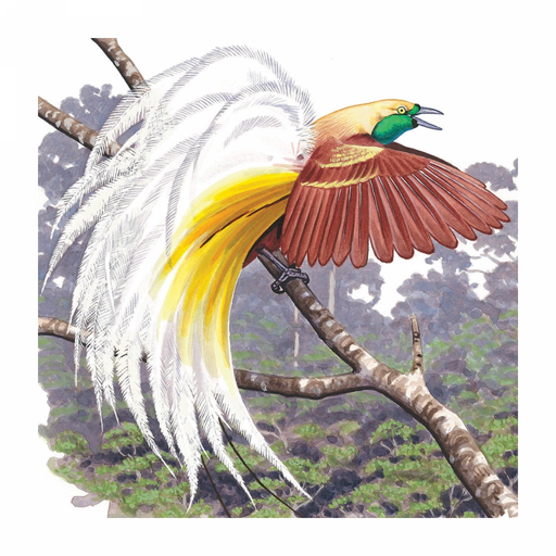 Birds of New Guinea app icon