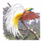 Birds of New Guinea icon