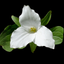 Ontario Wildflowers icon