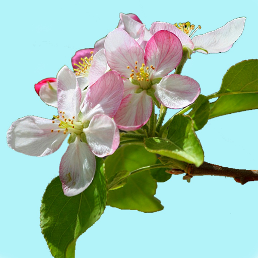 Michigan Wildflowers app icon