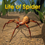 Life Of Spider icon
