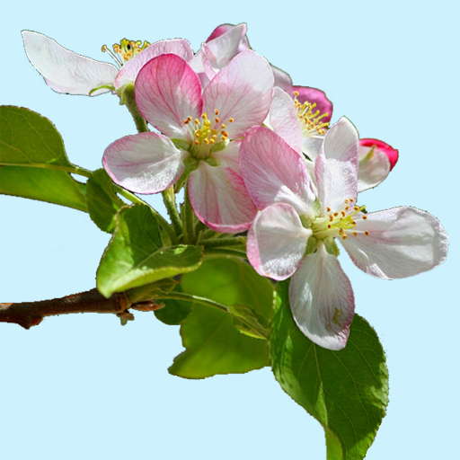 Arkansas Wildflowers app icon