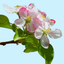 Arkansas Wildflowers icon