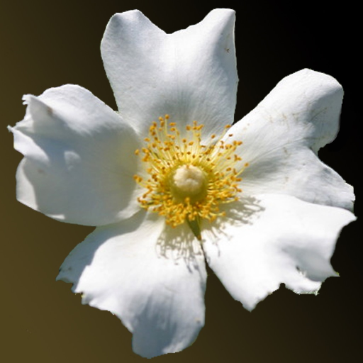 Georgia Wildflowers app icon