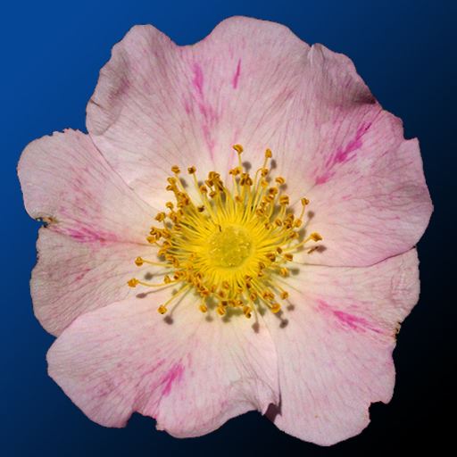 Iowa Wildflowers app icon