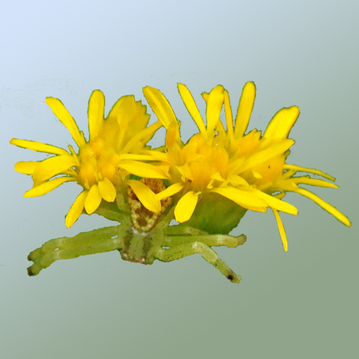Kentucky Wildflowers app icon