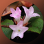 Massachusetts Wildflowers icon