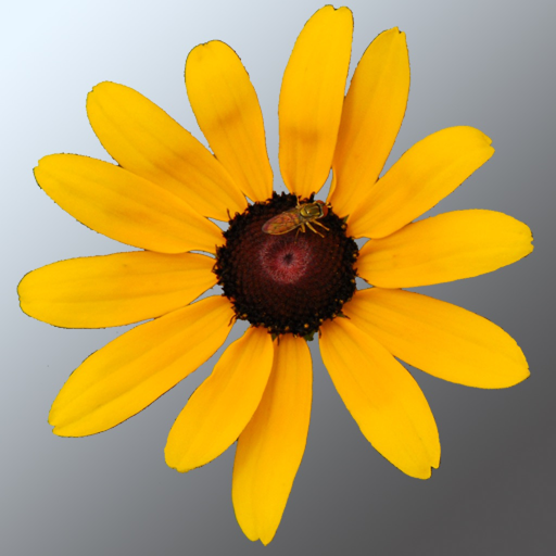 Maryland Wildflowers app icon