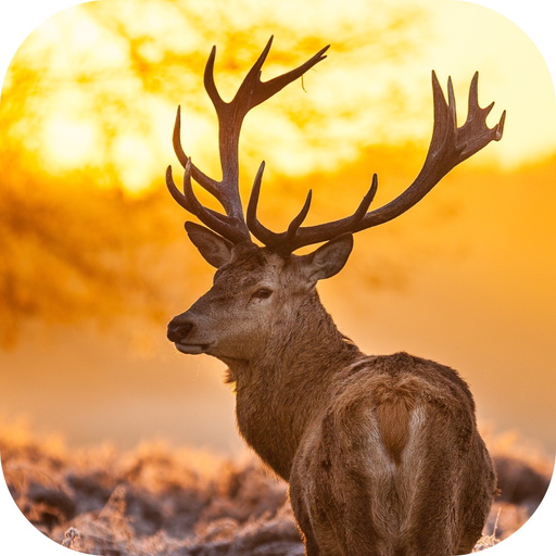Whitetail Hunting Calls! app icon