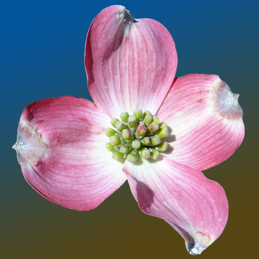 North Carolina Wildflowers app icon