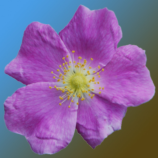North Dakota Wildflowers app icon