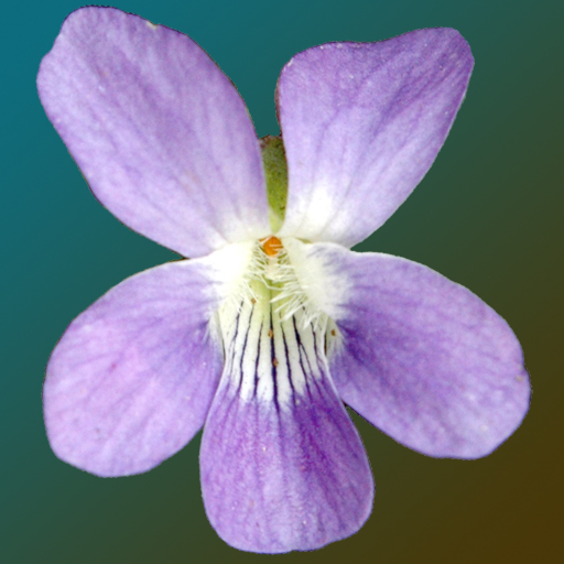New Jersey Wildflowers app icon