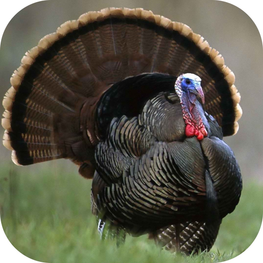 Turkey Hunting Calls! app icon