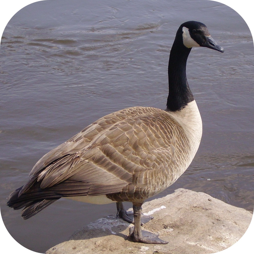 Goose Hunting Calls! app icon