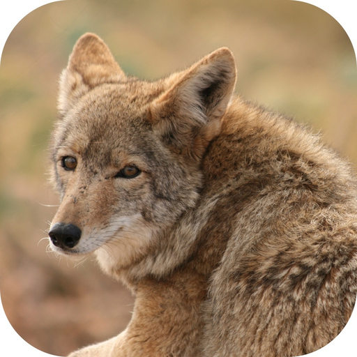 Coyote Hunting Calls! app icon