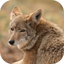 Coyote Hunting Calls! icon