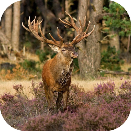 Elk Hunting Calls! app icon