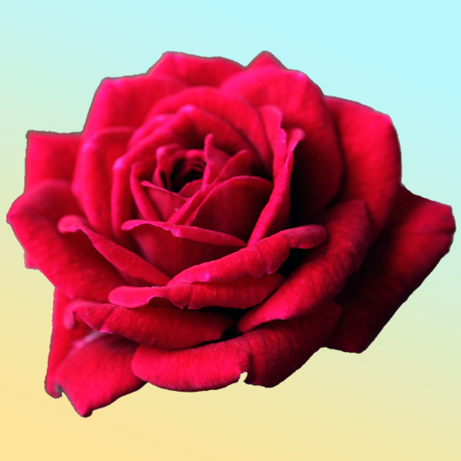 New York Wildflowers app icon