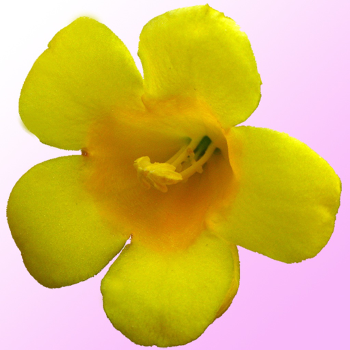 South Carolina Wildflowers app icon