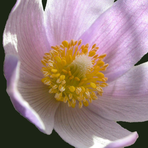 South Dakota Wildflower app icon