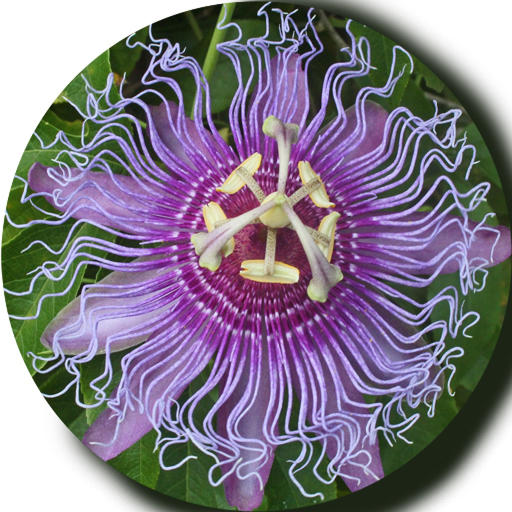 Tennessee Wildflowers app icon