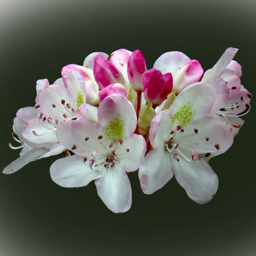 West Virginia Wildflowers app icon