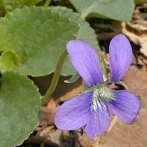 Illinois Wildflowers app icon