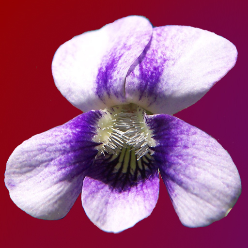 Wisconsin Wildflowers app icon